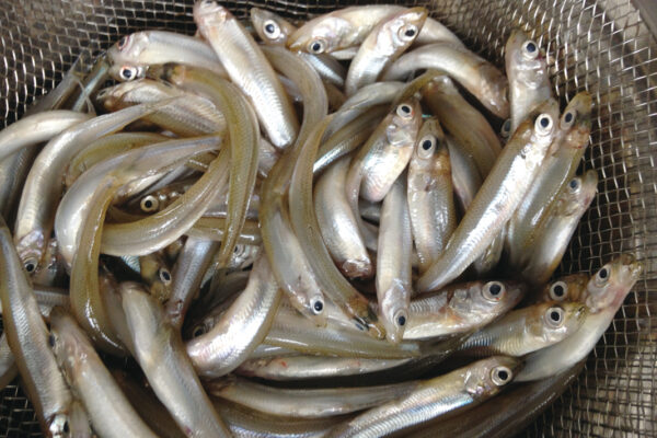 サブ_桂沢湖 サブ_桂沢湖