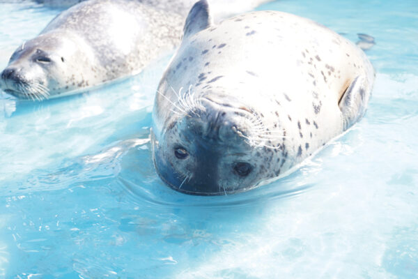 ノシャップ寒流水族館サブ_ゴマフアザラシ